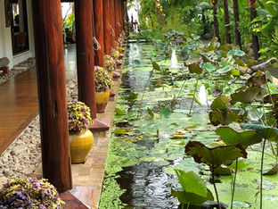 NBVS lotus pond.jpeg