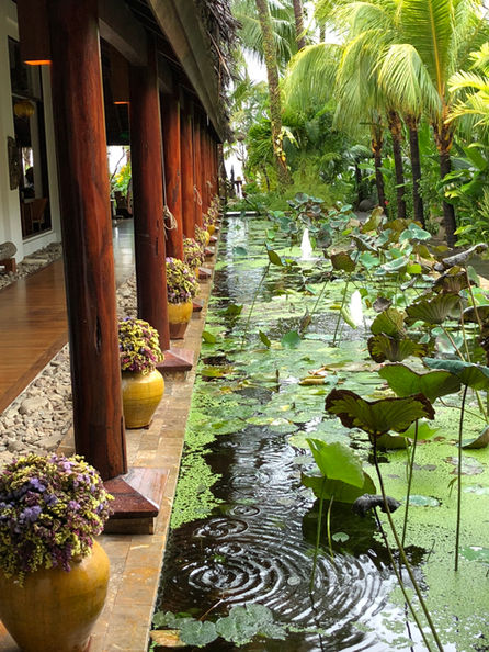 NBVS lotus pond.jpeg