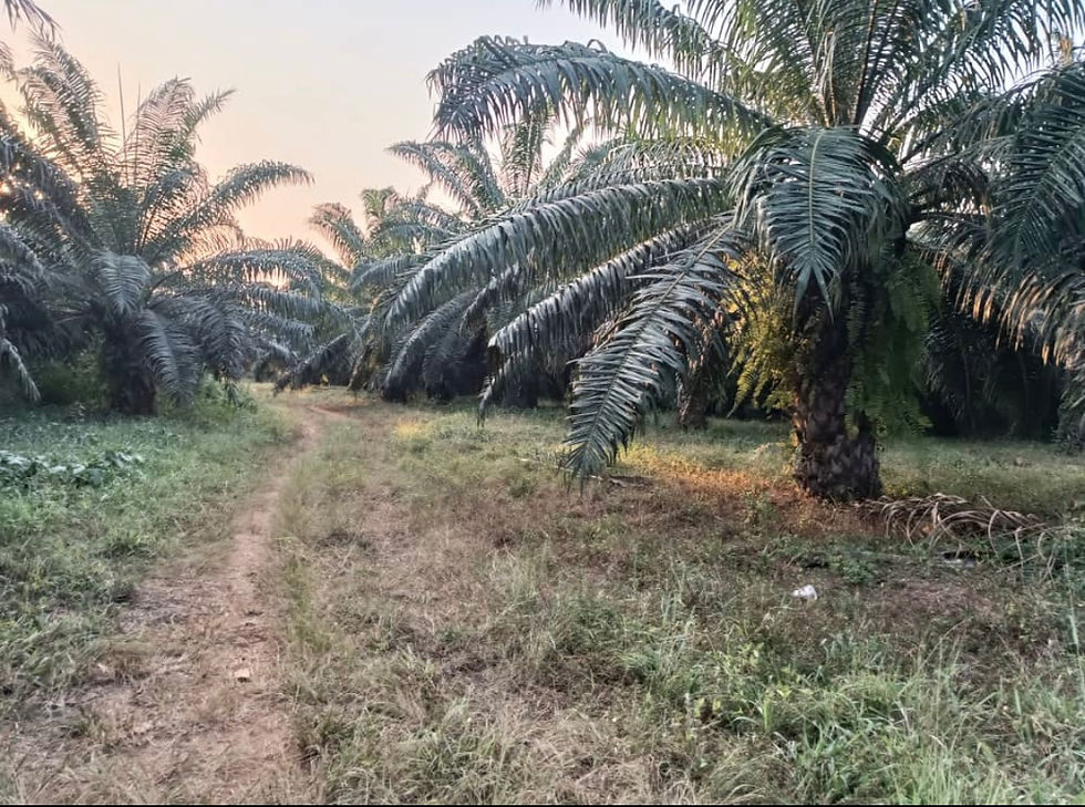 PLANTATION PALMIERS A HUILE -EN VENTE - COTE D’IVOIRE-TIEBISSOU A 6 MILLIONS /ha FCFA