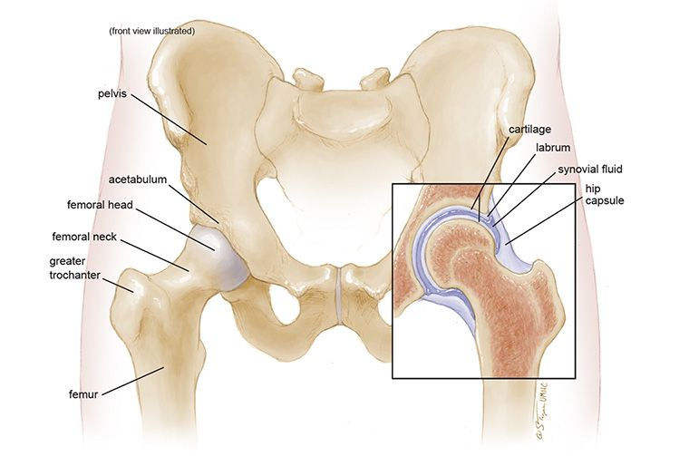 Anatomy of the hip joint showing ball-and-socket structure affected by osteoarthritis
