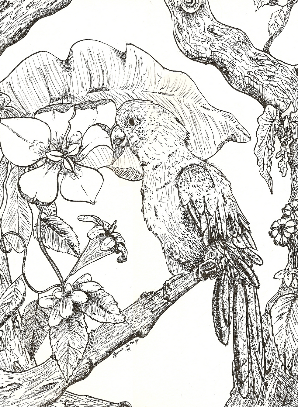 Sun Conure