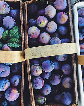 fresh picked purple plums,_come by Quiet
