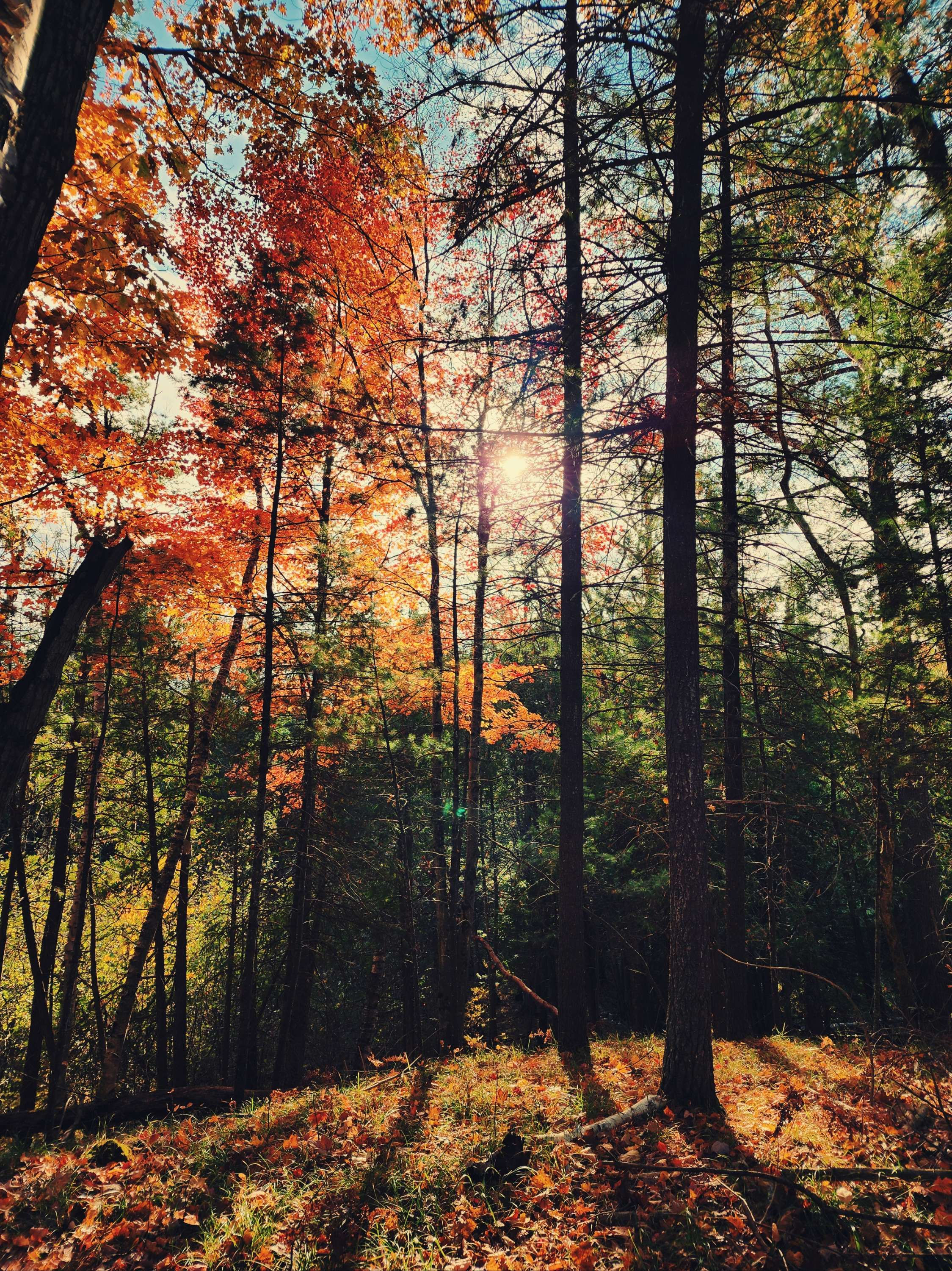 Sun Through the Pines