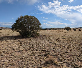 1 Acre on Maple Lane, Concho, Apache County, AZ