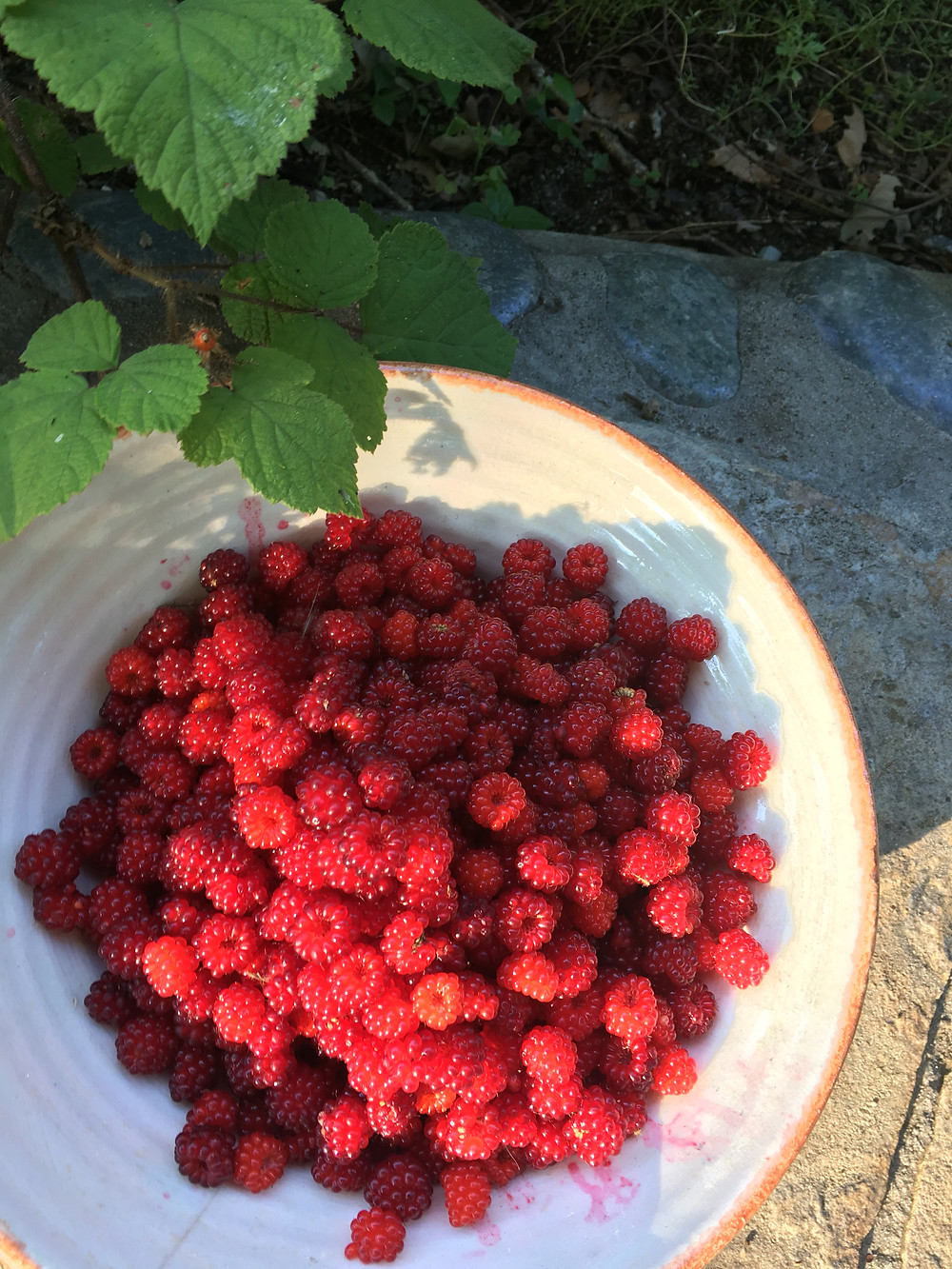 Raspberries in the sun