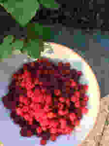 Raspberries in the sun