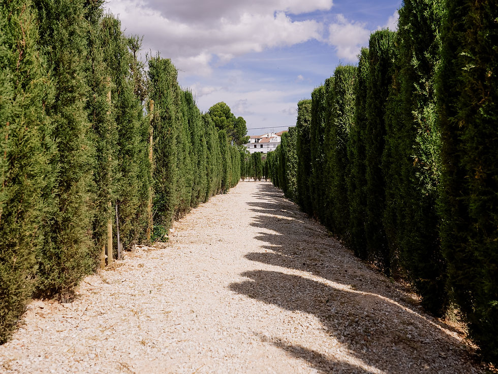 Laberinto de Arriate _ 10