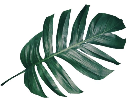 leaf-6.png