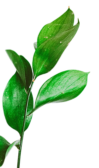 bottle-close-up-delicate-2248529.png