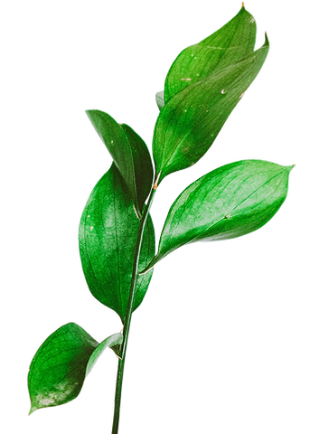 bottle-close-up-delicate-2248529.png