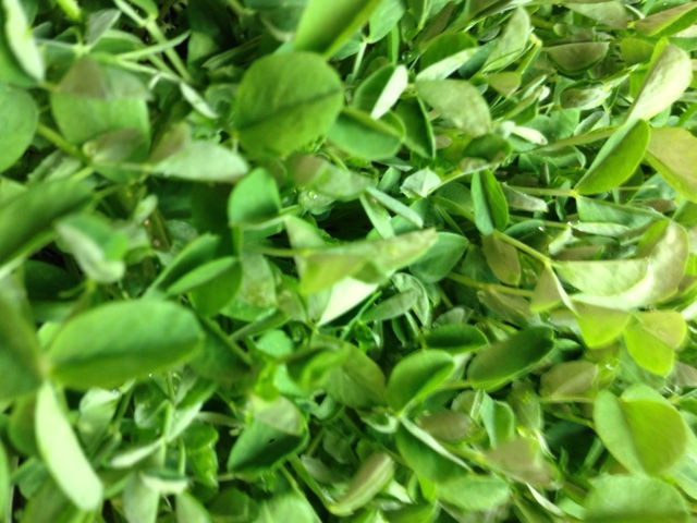 Pea shoots