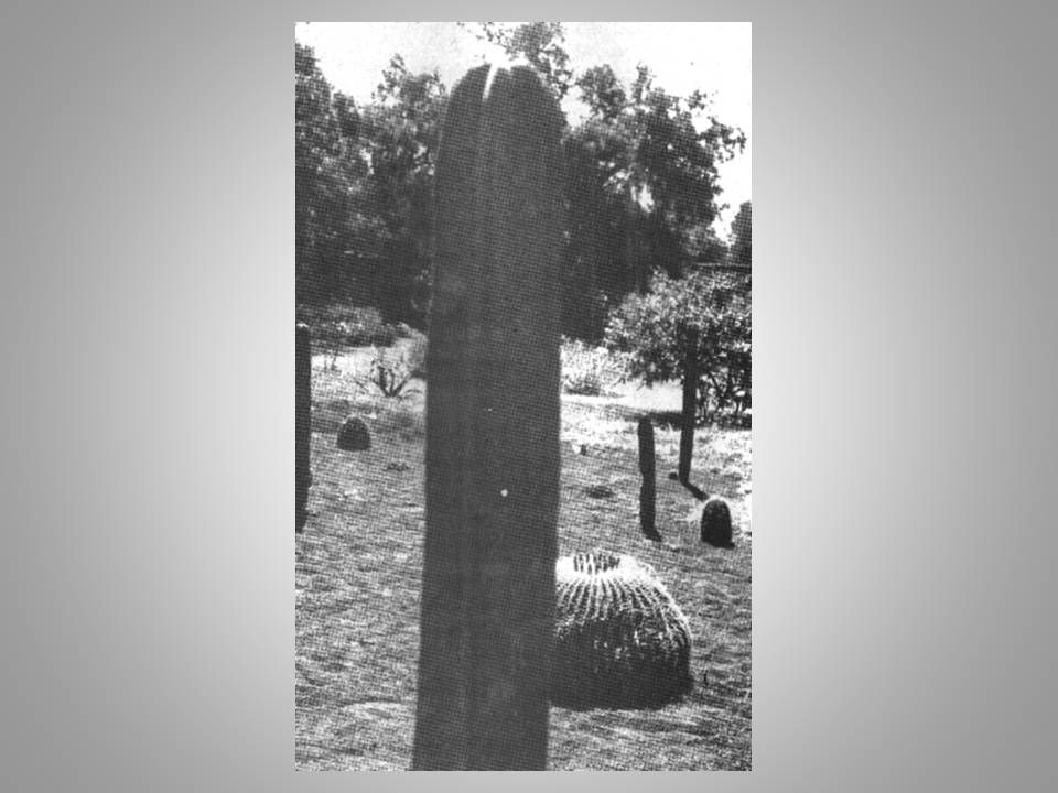 Jardín Botánico Medicinal FESZ