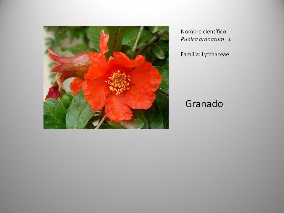 Granado