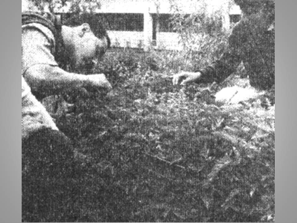 Jardín Botánico Medicinal FESZ