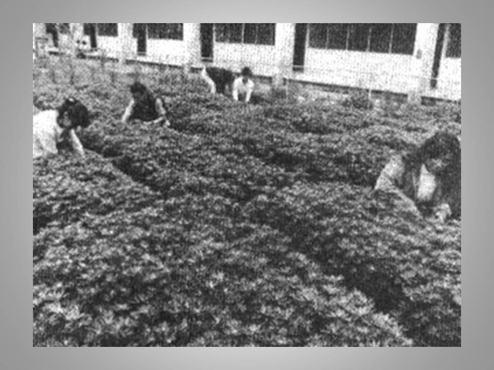 Jardín Botánico Medicinal FESZ