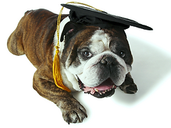 cursos adiestramiento