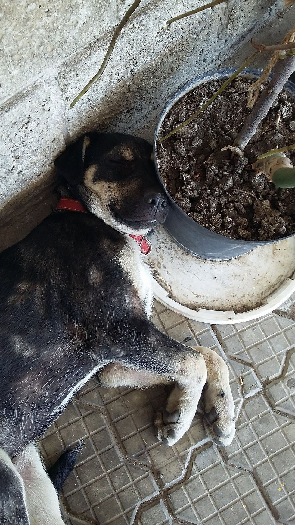 Thumbnail: Negri, born February, male