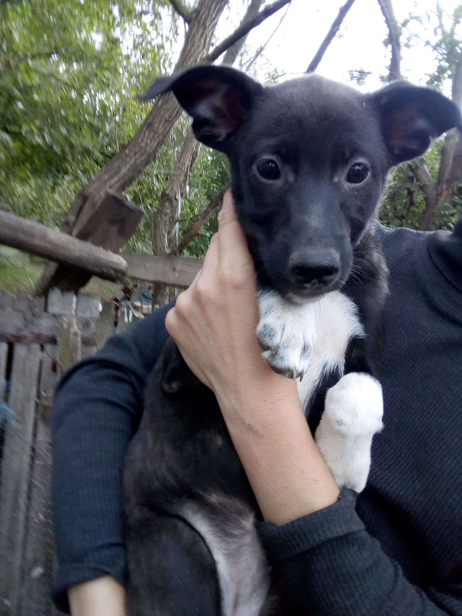 Calluna, female, born June