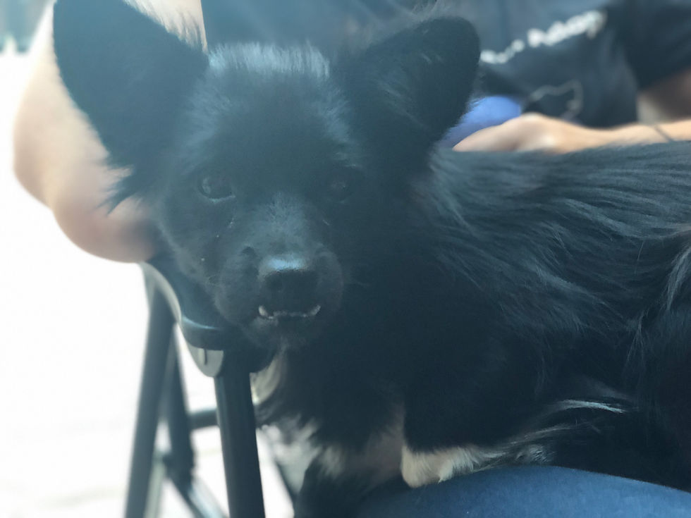 Thumbnail: Louie, 2 years, tiny