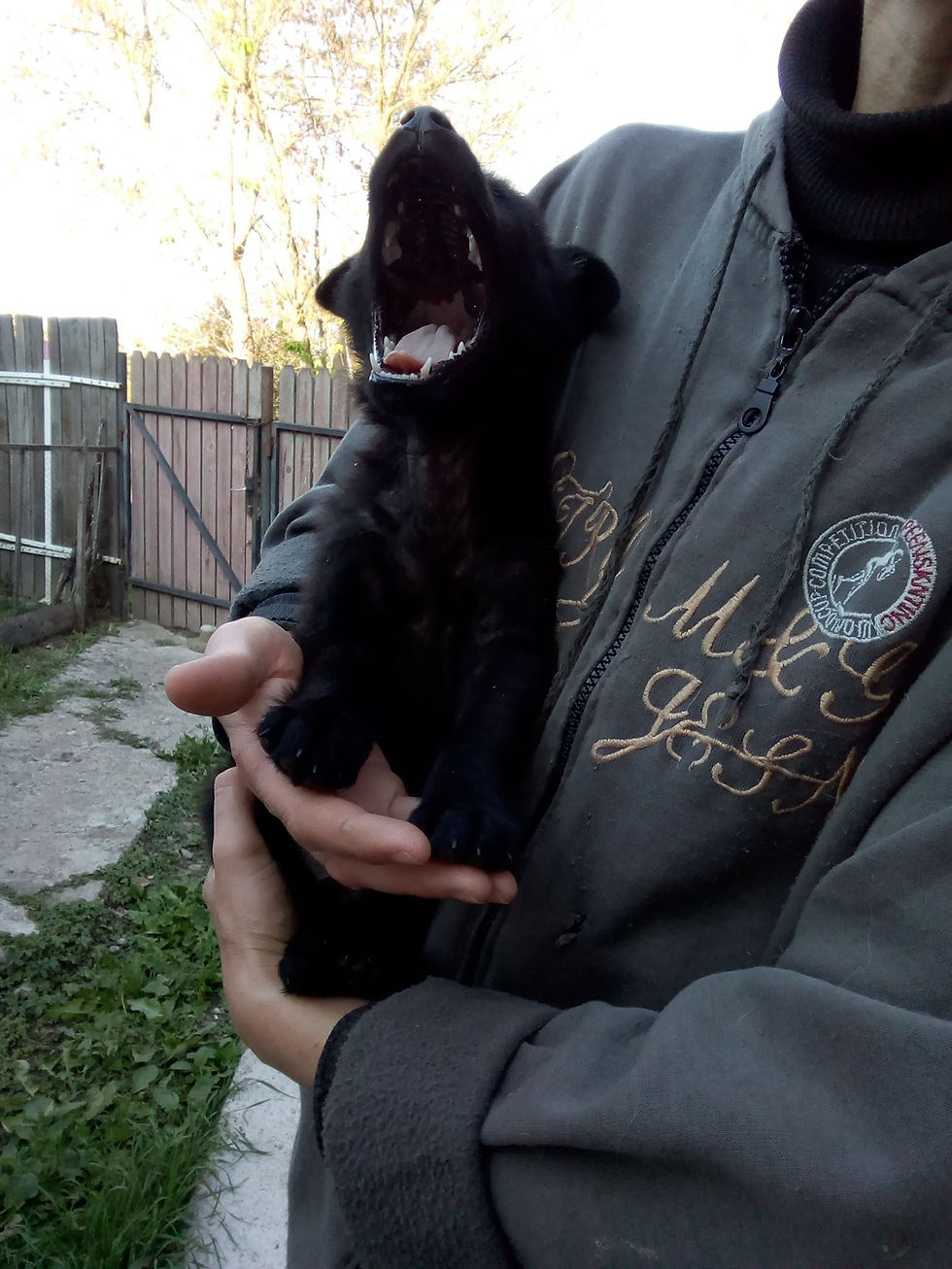 Thumbnail: Loki, male, born July