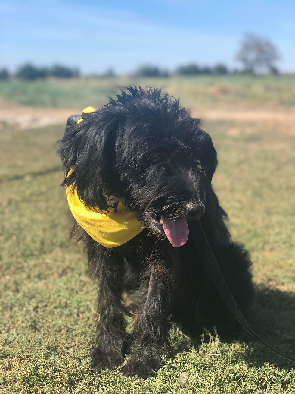 Thumbnail: Lola, 1 year