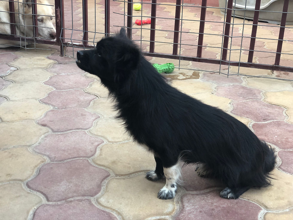 Thumbnail: Louie, 2 years, tiny