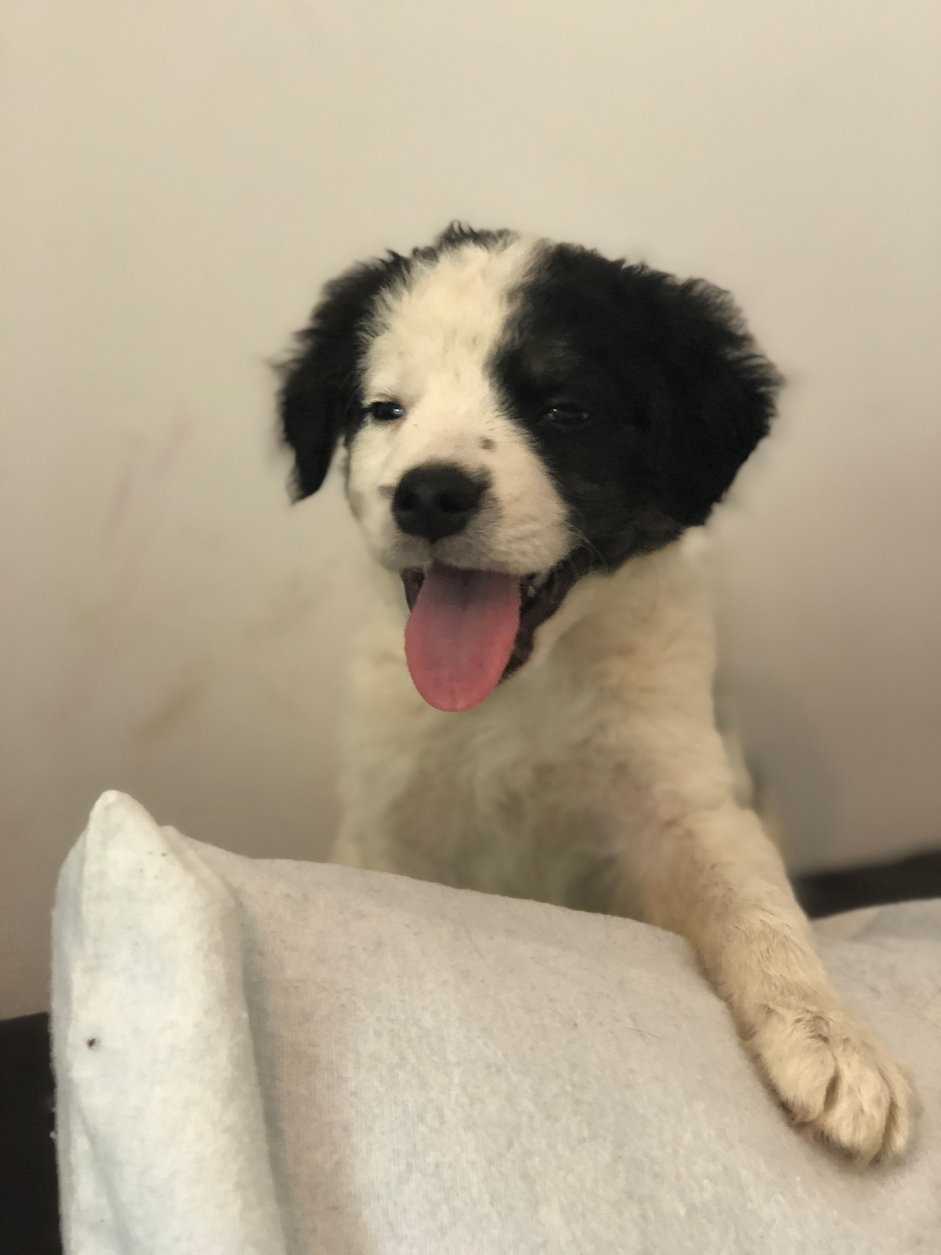 Dylan,male, born June