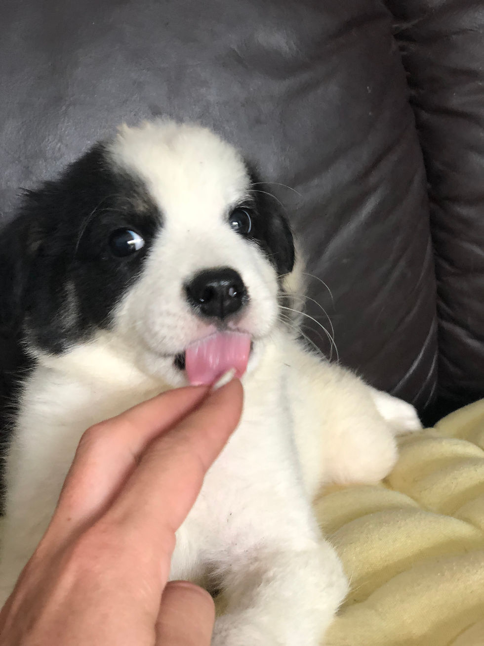 Thumbnail: Tommy, male, born June