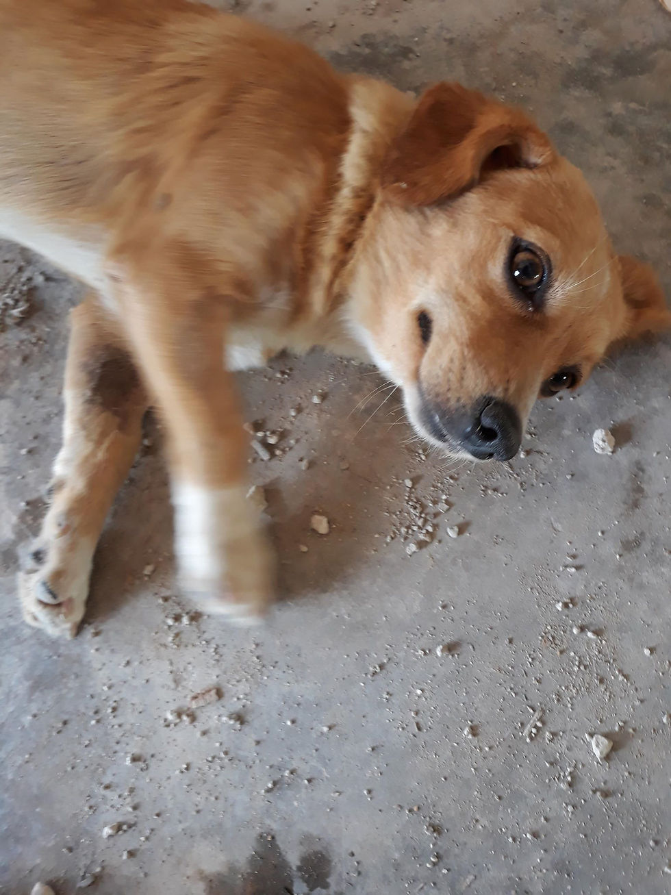 Thumbnail: Layla, 2 years, small girl