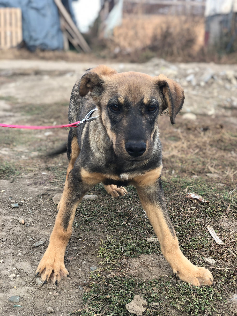 Thumbnail: Rollo, male, born June