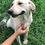 Thumbnail: Calla, female, lab cross, one year
