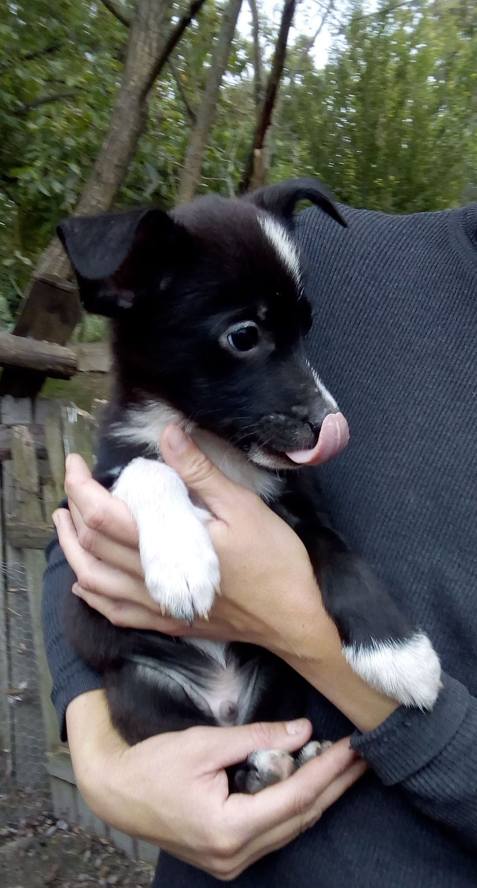 Thumbnail: Marran, male, born June