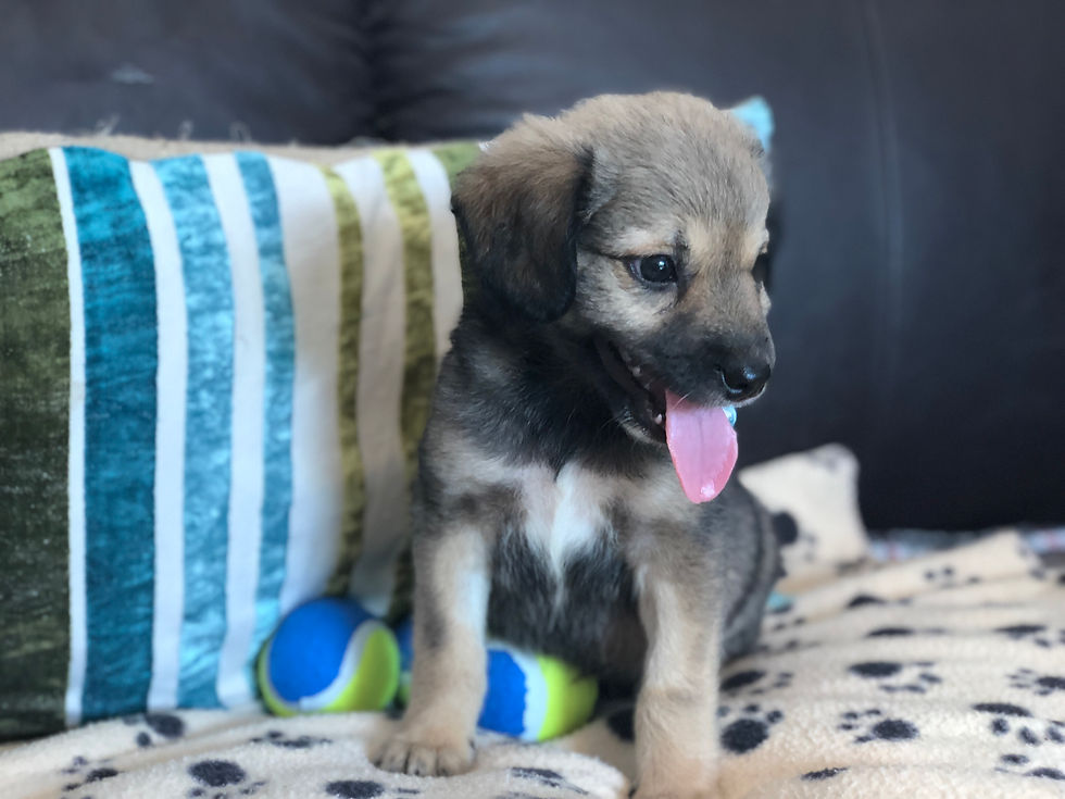 Thumbnail: Toto, male, born June
