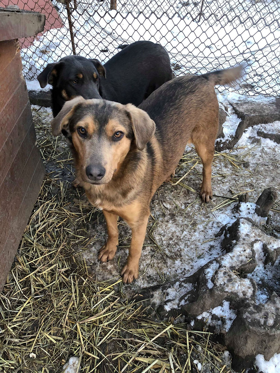Thumbnail: Ginger, female, born April