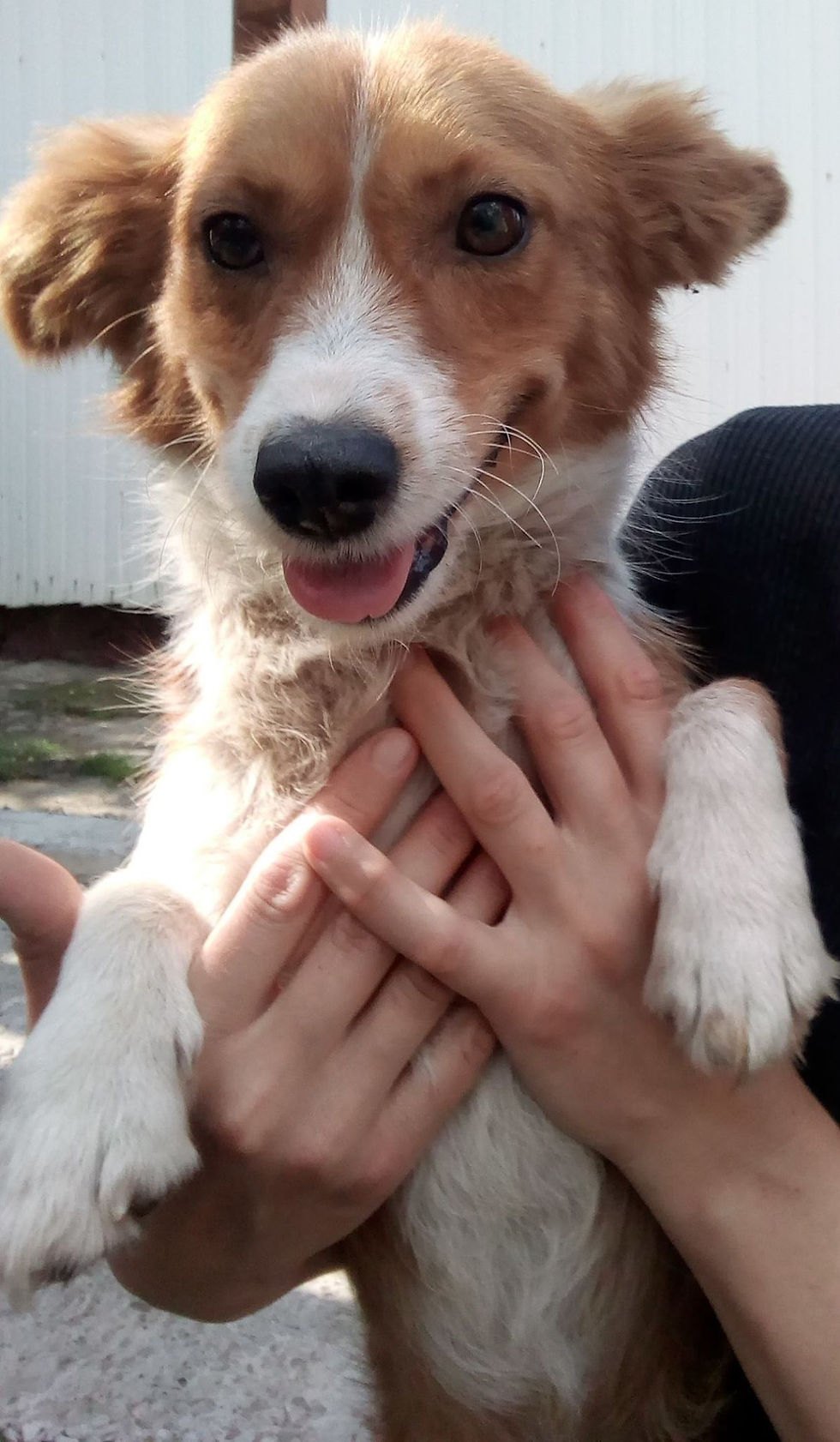 Thumbnail: Rusty, 1 year, small