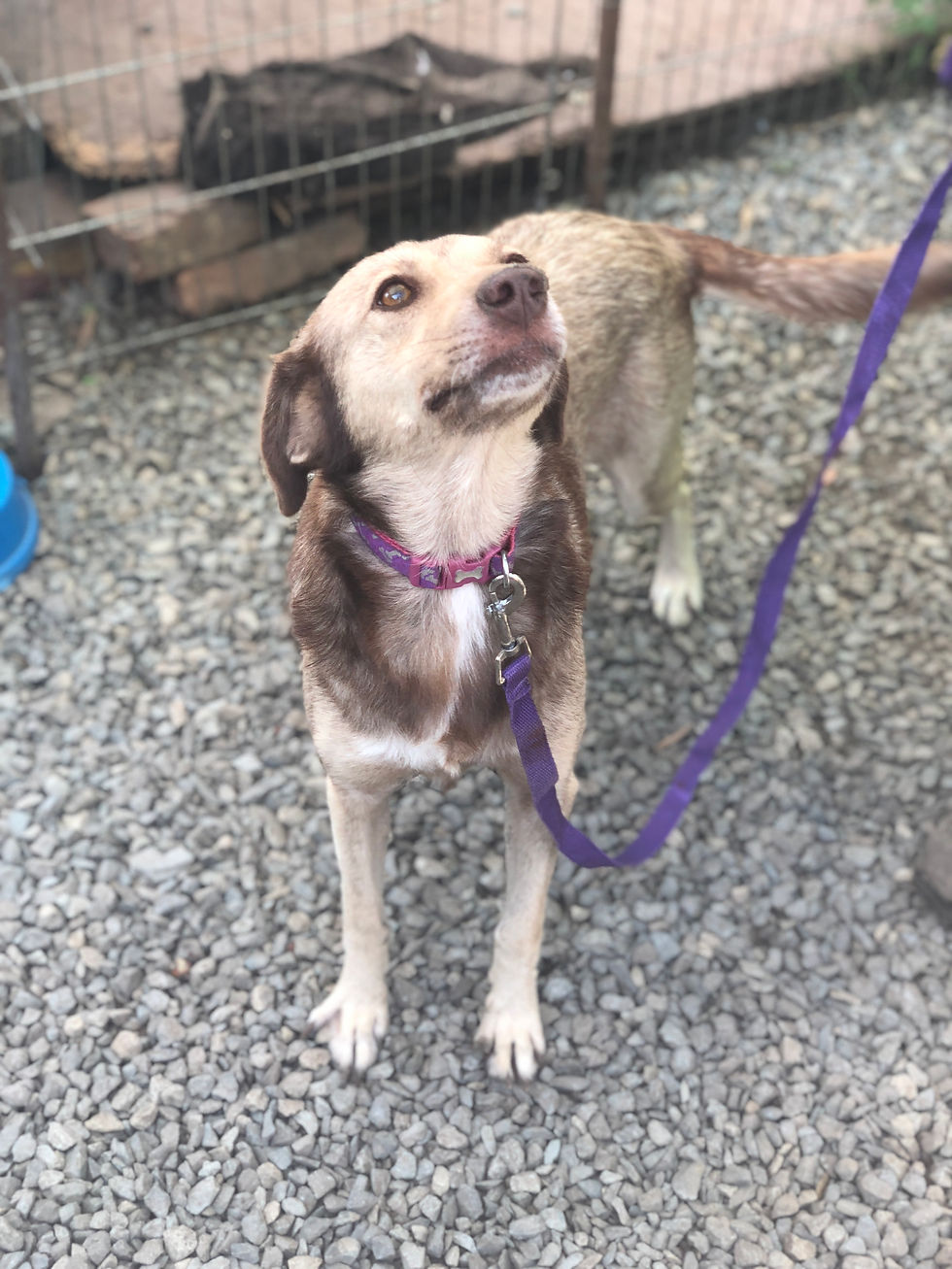 Thumbnail: Ailsa, 1-2 years, shy but so sweet