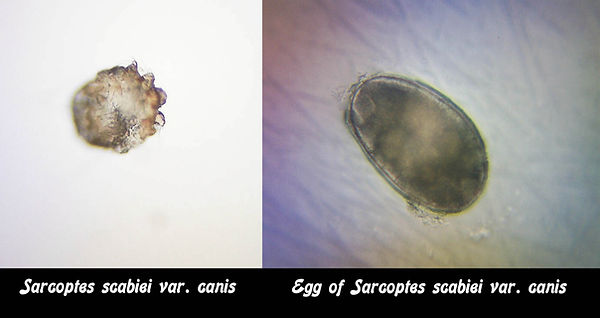 Sarcoptic Mange Mite and Egg