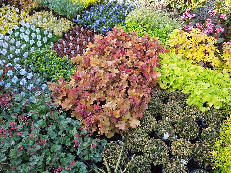 Perennials