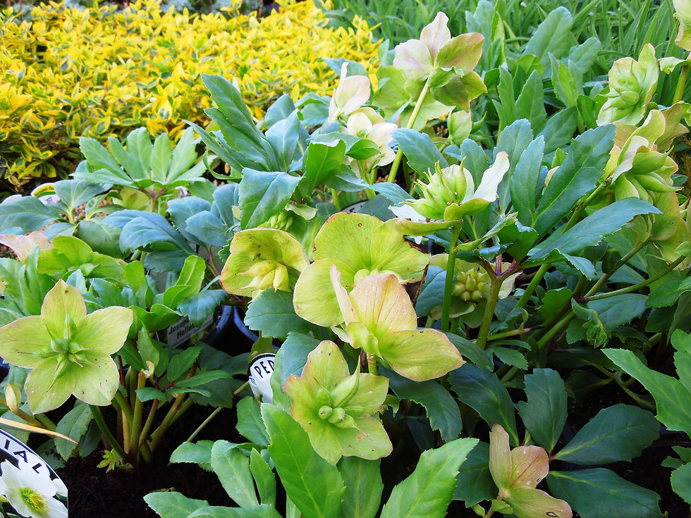 Hellebore