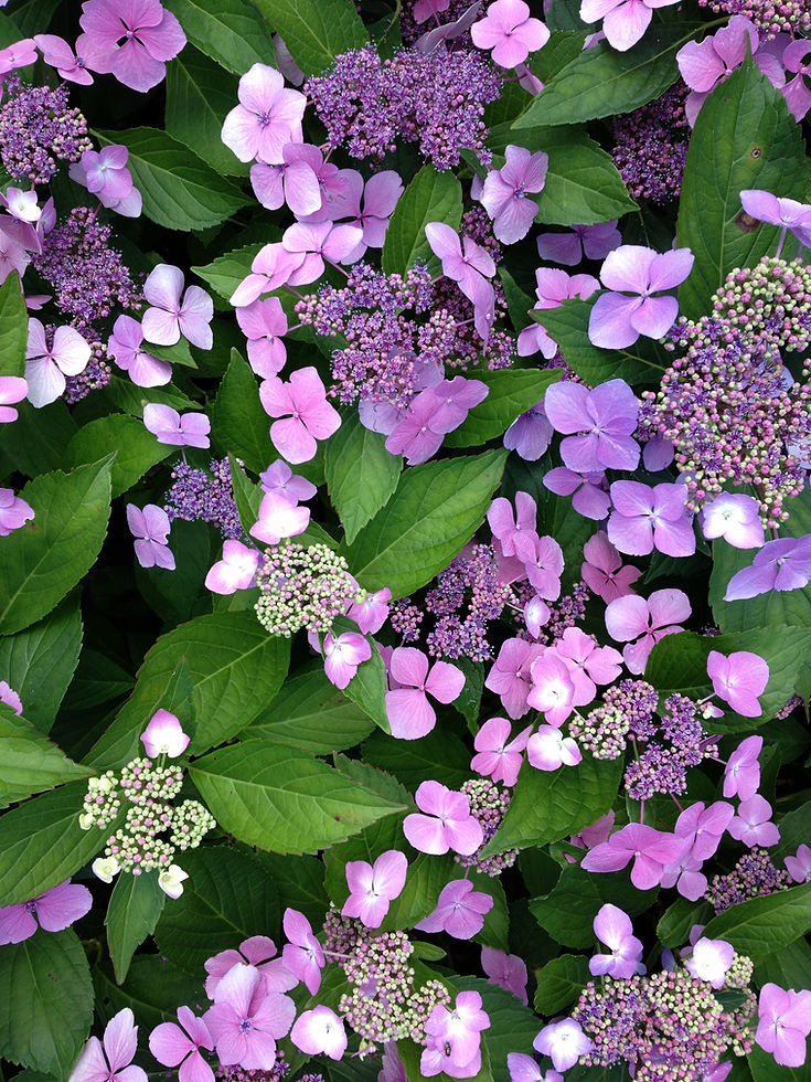 Twist-n-Shout Hydrangea