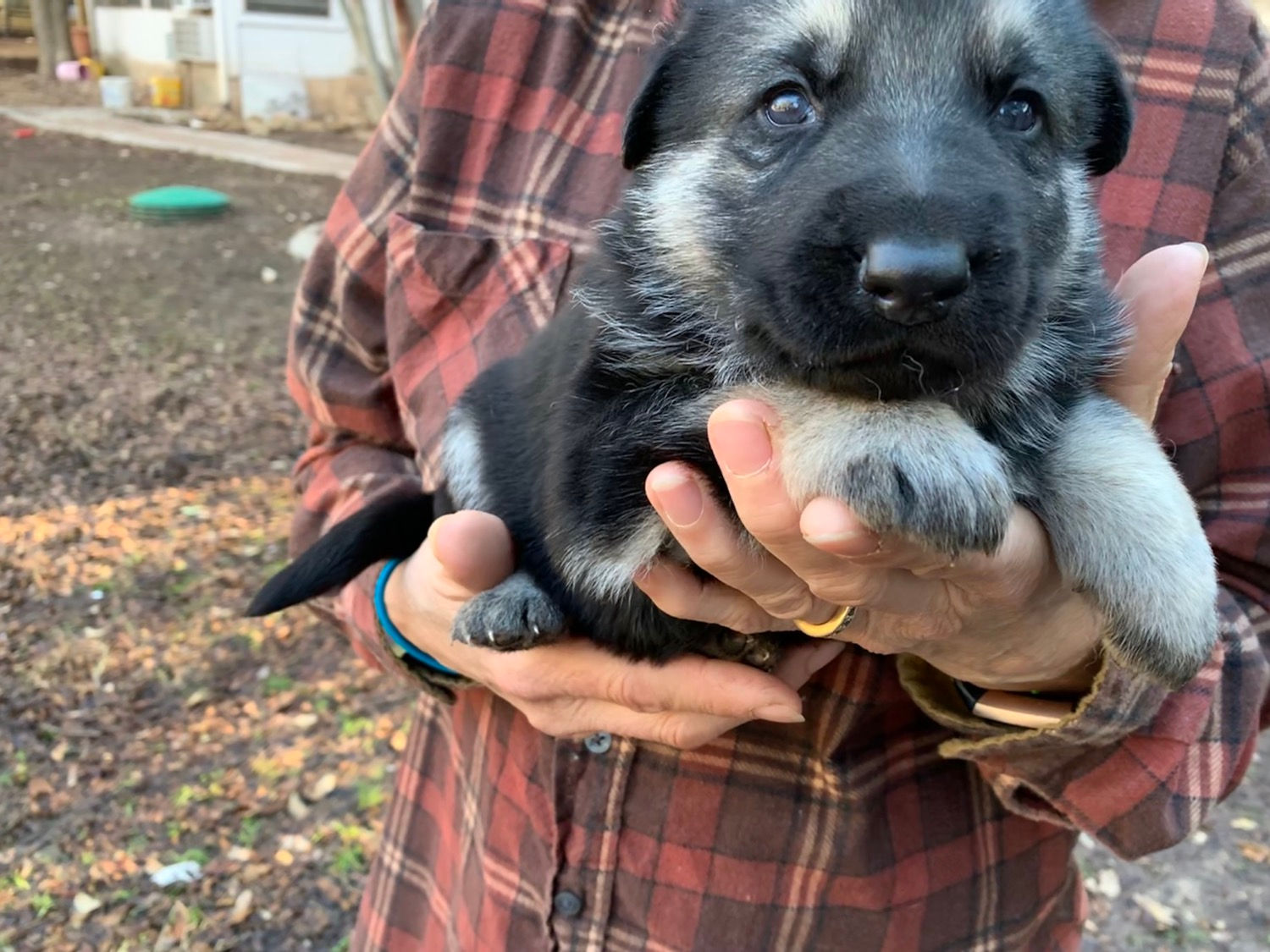 AKC German Shepherd black/silver male-SOlD
