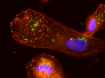 THP1_WT_Salmonella_WT_4h_2_RGB.tiff