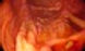 Colonoscopy image.jpg