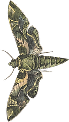 moth