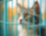 Support Pet Adoption: Find Your Furry Companion Today