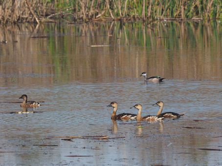 2025 NT Waterfowl Season Dates Announced