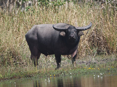 Experience Authentic Buffalo Hunting in Australia’s Northern Territor