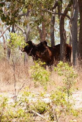 Feral Cattle
