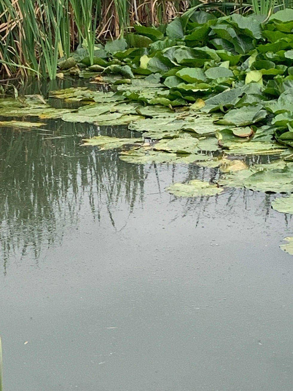 Fizzing can be seen on the surface after baiting up