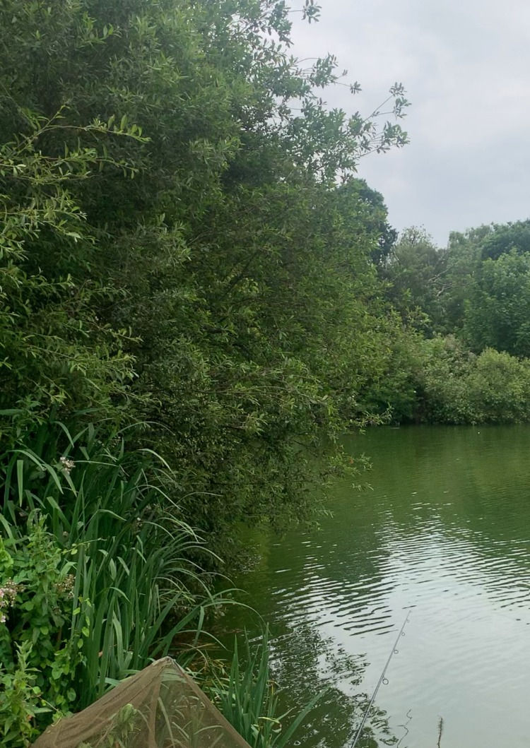 Great for a little baited spot just under the branches